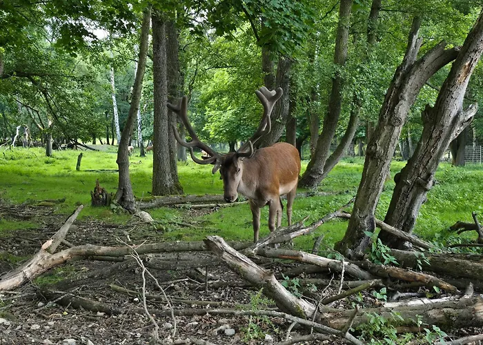 Ferienwohnung Am Wildgehege